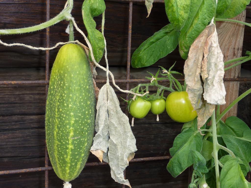 Bio-Bauernhof Rettenbachgut Werfen Ngoại thất bức ảnh