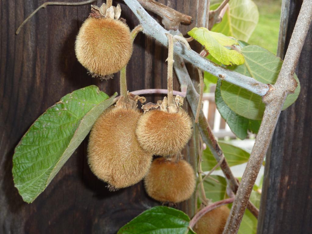 Bio-Bauernhof Rettenbachgut Werfen Ngoại thất bức ảnh